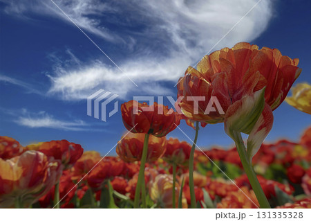 Blooming Tulips . This vibrant spring scene captures the beauty of the Dutch tulip season, symbolizing the Nethelands floral heritage and natural charm Blooming Tulips . This vibrant spring scene captures the beauty of the Dutch tulip season, symbolizing the Nethelands floral heritage and natural charm 131335328