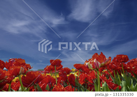 Blooming Tulips . This vibrant spring scene captures the beauty of the Dutch tulip season, symbolizing the Nethelands floral heritage and natural charm 131335330