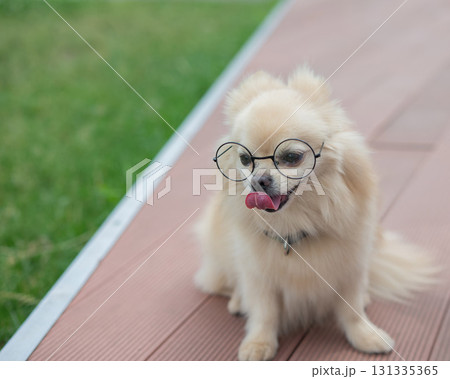 Cute Pomeranian with glasses on a walk. 131335365