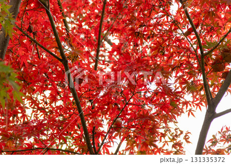 真っ赤に色づいたモミジの葉 131335372