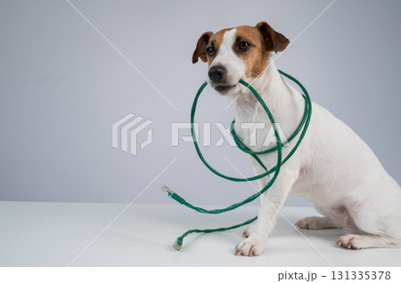 Jack Russell Terrier Dog Chewing Internet Wire.  131335378