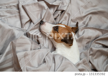 Top view of jack russell terrier dog lying in bed. Top view of jack russell terrier dog lying in bed. 131335392