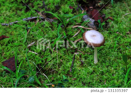 苔庭に生えるキノコ 131335397