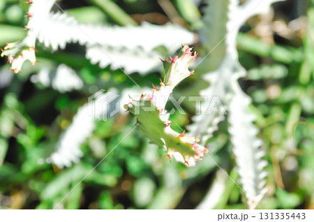 Euphorbia lactea white ghost or Euphorbia or Euphorbia mayurnathanii variegated ,Euphorbia lactea 131335443