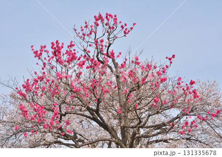 大阪城の桃と桜 131335678