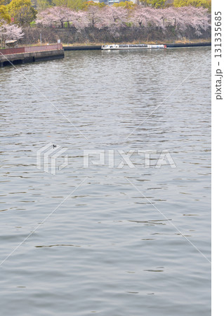 大阪城の桜 大阪城の桜 131335685