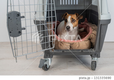 Jack Russell Terrier Dog in Pet Travel Box.  131335690