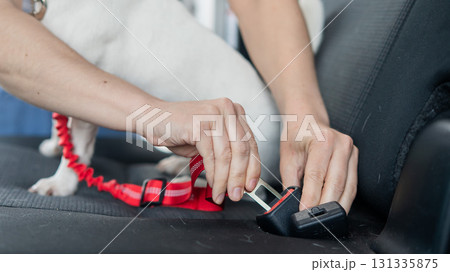 Caucasian woman travels by car with her dog. The owner fastens the Jack Russell Terrier with a seat belt. Caucasian woman travels by car with her dog. The owner fastens the Jack Russell Terrier with a seat belt. 131335875