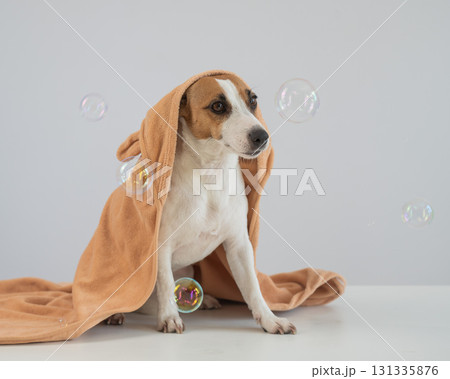 Jack Russell Terrier dog wrapped in towel on white background. Jack Russell Terrier dog wrapped in towel on white background. 131335876
