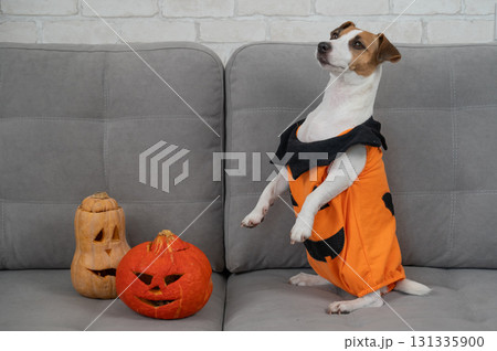 Jack Russell Terrier dog in pumpkin costume next to jack o lantern on sofa. Jack Russell Terrier dog in pumpkin costume next to jack o lantern on sofa. 131335900