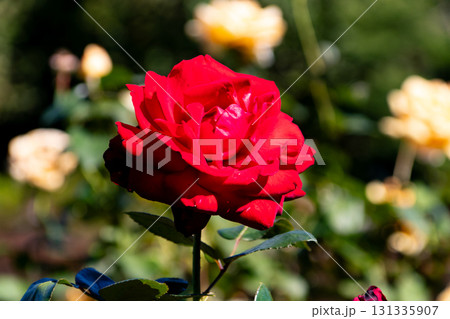 鮮やかな赤いバラの花 鮮やかな赤いバラの花 131335907