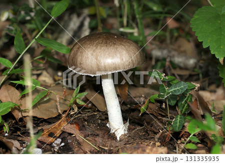 秋の雨後落葉土壌に立派な風格のコテングタケモドキキノコ(横位置全体象・自然下菌キノコ類マクロ撮影) 秋の雨後落葉土壌に立派な風格のコテングタケモドキキノコ(横位置全体象・自然下菌キノコ類マクロ撮影) 131335935