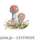 Young agarics in autumn dry leaves. Hand-painted watercolor composition. Picturesque illustration of two small amanita mushrooms, nestled in colorful foliage and pine needles 131336026