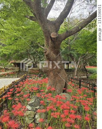 red flower in the garden 131336051