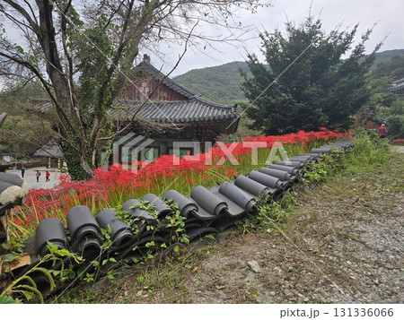 red flower in the garden 131336066