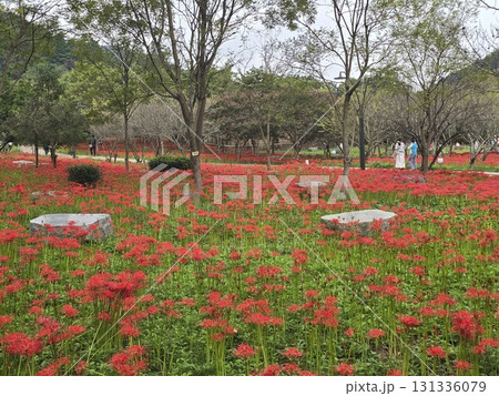red flower in the garden red flower in the garden 131336079