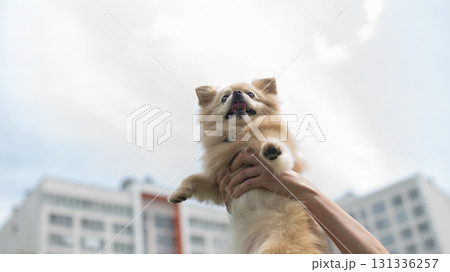 Cute Pomeranian on a walk. 131336257