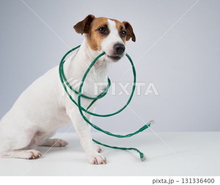 Jack Russell Terrier Dog Chewing Internet Wire.  131336400
