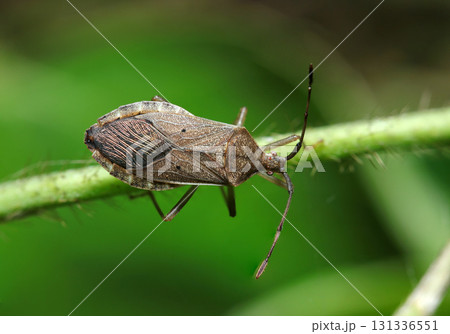 茎にとまるホシハラビロヘリカメムシ成虫アップ（アウトドアフィールド昆虫マクロ撮影） 131336551