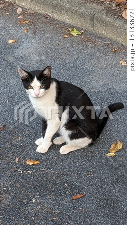 ねこ ねこ 131336721