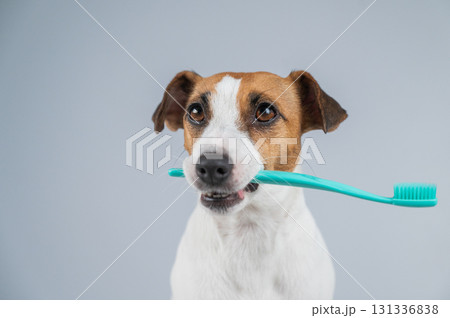 Jack Russell Terrier Dog Holding a Toothbrush in His Mouth. Jack Russell Terrier Dog Holding a Toothbrush in His Mouth. 131336838