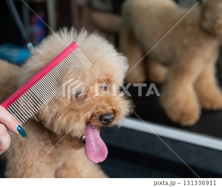 Groomer combing poodle in salon. Groomer combing poodle in salon. 131336931