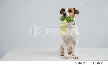 Jack Russell Terrier dog holding container with dog waste bag.  131336942