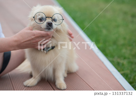 Cute Pomeranian with glasses on a walk. Cute Pomeranian with glasses on a walk. 131337132