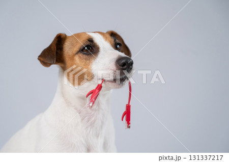 Jack Russell Terrier Dog Chewing Internet Wire. Jack Russell Terrier Dog Chewing Internet Wire. 131337217