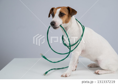 Jack Russell Terrier Dog Chewing Internet Wire.  131337219