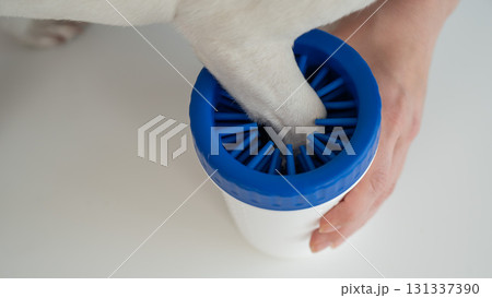 The owner washes the dog's paws in a special device. The owner washes the dog's paws in a special device. 131337390