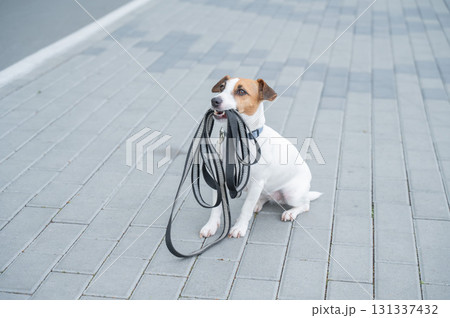 Playful Dog Excitedly Holding Leash in Its Mouth. Playful Dog Excitedly Holding Leash in Its Mouth. 131337432