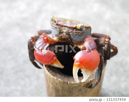 アカテガニ アカテガニ 131337459