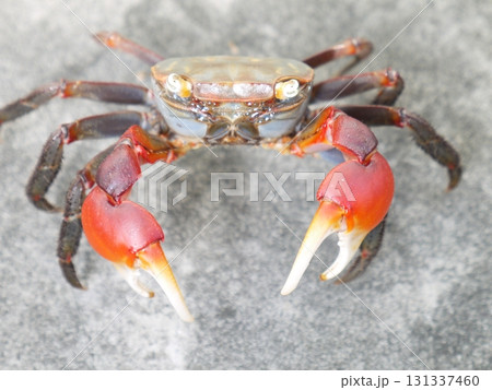 アカテガニ アカテガニ 131337460