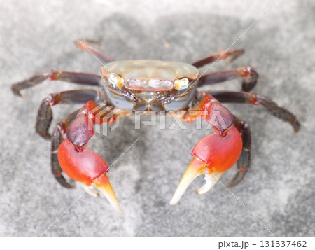アカテガニ 131337462