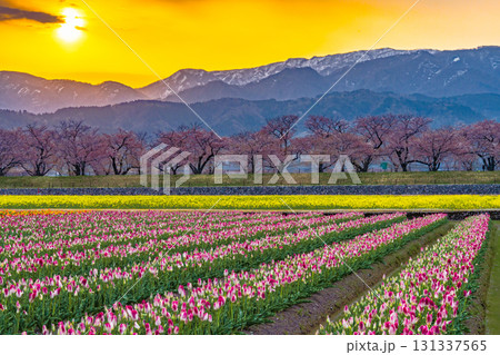 朝日に照らされる満開の桜とチューリップ畑 131337565