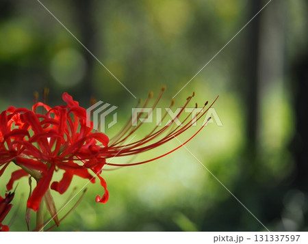 森の中で陽射しを受ける赤い彼岸花 131337597