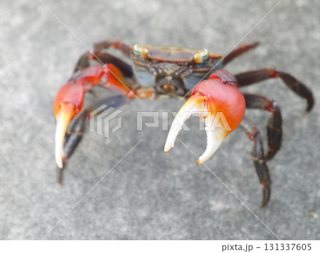 アカテガニ アカテガニ 131337605