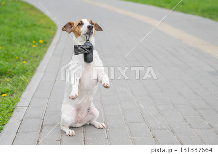 Playful Dog Holding Waste Bag on a Path. Playful Dog Holding Waste Bag on a Path. 131337664