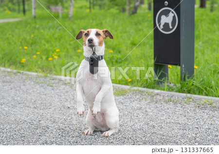 Adorable Dog with Waste Bag Ready for a Walk.  131337665