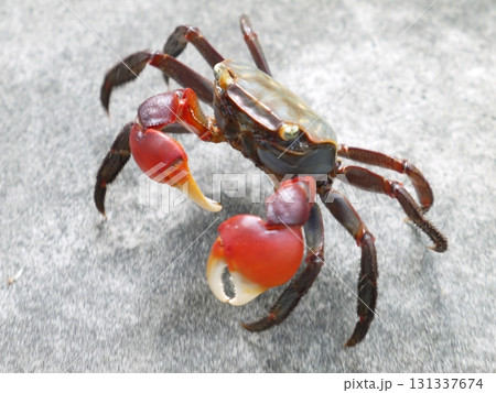 アカテガニ アカテガニ 131337674