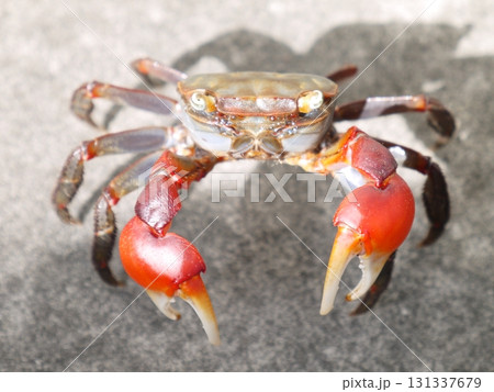 アカテガニ アカテガニ 131337679
