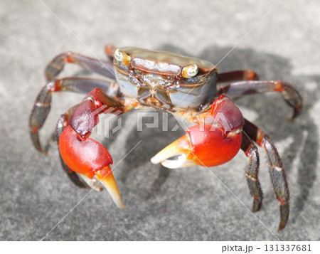 アカテガニ アカテガニ 131337681