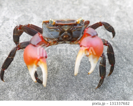 アカテガニ アカテガニ 131337682