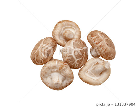 一番採り、生どんこ（シイタケ）【白背景・切り抜き】 131337904
