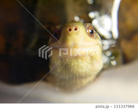 ヤエヤマイシガメ 131337966