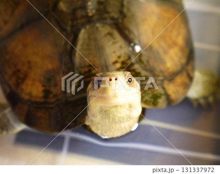 ヤエヤマイシガメ 131337972