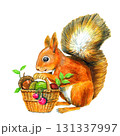 秋の木の実を集めるリス【手描き水彩画】 131337997