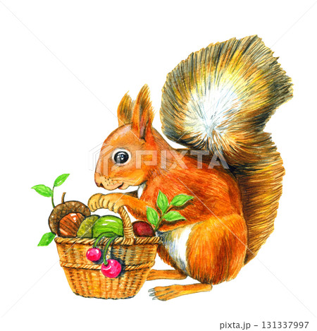 秋の木の実を集めるリス【手描き水彩画】 秋の木の実を集めるリス【手描き水彩画】 131337997