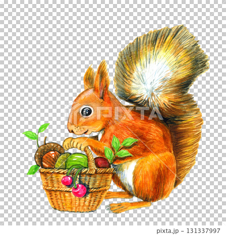 秋の木の実を集めるリス【手描き水彩画】 秋の木の実を集めるリス【手描き水彩画】 131337997